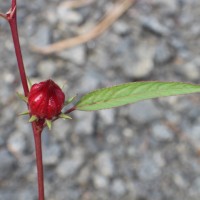 Hibiscus sabdariffa L.